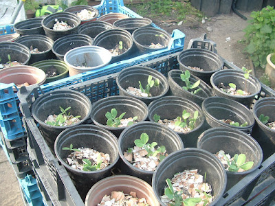 Close up of many small pots with pea seedlings