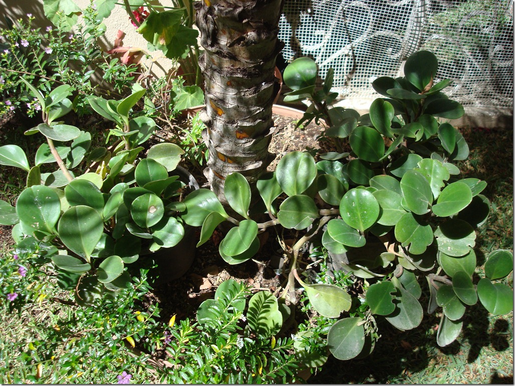 DSC04955
