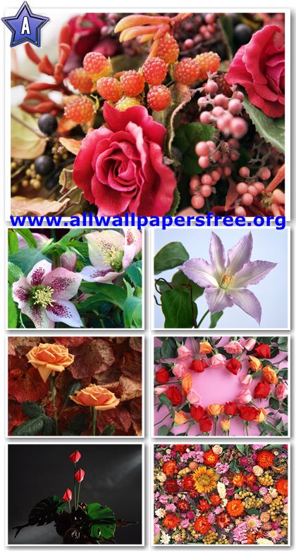 80 Beautiful Flowers Wallpapers 1600 X 1200 [Set 12]