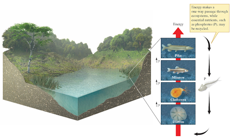 El fósforo fluye en el ecosistema. En el esquema anterior podemos ver que aunque la línea que representa la energía es unidireccional, la que representa al fósforo (P) es cíclica, pues los materiales pueden ser reciclados, siempre y cuando se tenga energía disponible para esa labor.