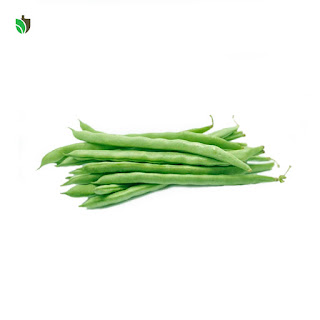 Hạt giống đậu dũa, đậu cove xanh Slenderette Bean (Phaseolus Vulgaris)