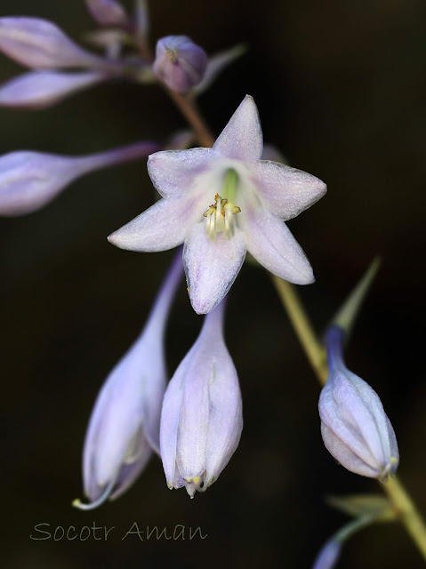 Hosta sieboldiana