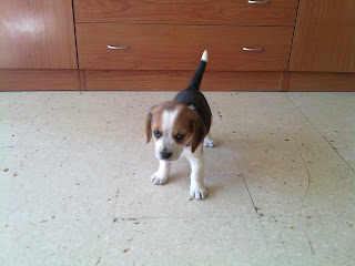 Iris, nuestra amiga perrita, raza beagle