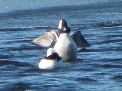 buffleheads