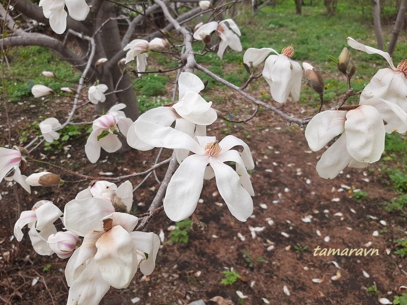 Магнолия Лёбнера (Magnolia × loebneri)