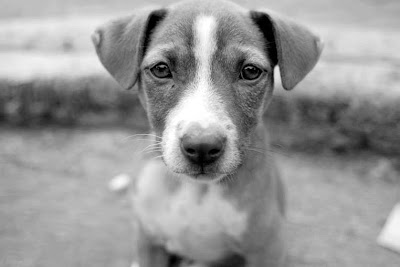 perro callejero en blanco y negro
