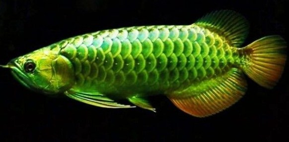 Ikan Arwana Green Pino