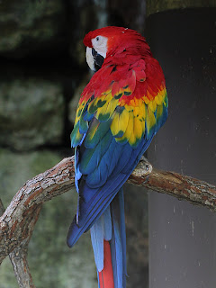 Macaw + Grayscale Gradient; Mode Grain Merge; Opacity 50%