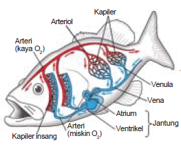 Gambar Sistem Peredaran Pada Hewan ~ Rangkuman Pengetahuan 