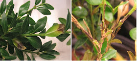dark leaf spots and dark stem streaks, as well as leaf loss, are typical symptoms of boxwood blight