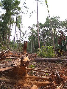 Lagi Berita: Pembalakan haram: 4 kakitangan jabatan hutan ...