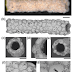 Agglutinated Foraminifera From The Deep Sea