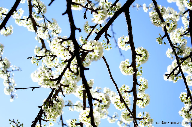 Plumb Tree Blooming