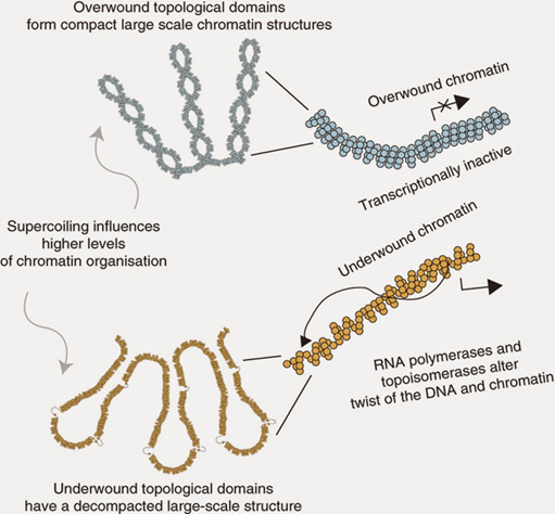 Super-estructura del ADN. La consecuencia del giro por debajo "underwound" o por encima "overwound" afectan el modo en que la molécula adquiere bucles distintivos, el giro por debajo es más permisivo con la replicación y la expresión del ADN.