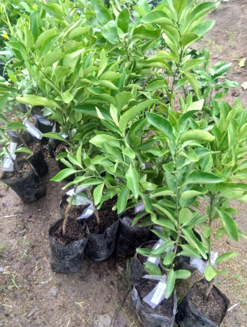 jual bibit jeruk dekopon brbuah jenis tanaman unggul Cirebon