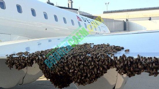 Foto: Ribuan Lebah Serang Pesawat Mengakibatkan Penerbangan Tertunda [ www.BlogApaAja.com ]