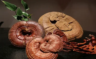 Ganoderma Mushroom Company in Vishakhapatnam, Andhra Pradesh