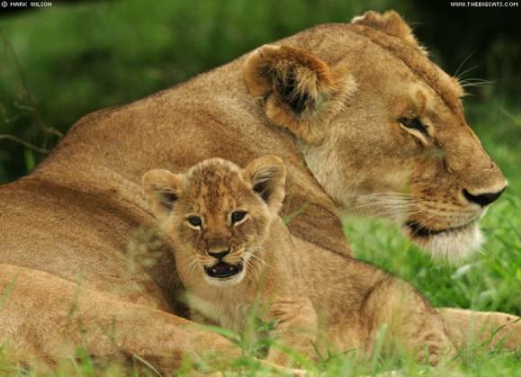 Lion|Dangerous, African Lion, Beautiful Lion, Forest, Park Family Felidae Lion, Big Cats, Big Teeth Lion