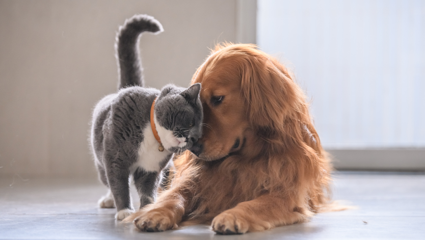 Why Do Cats And Dogs Hate Each Other?