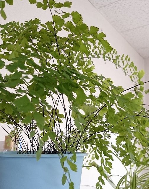 アジアンタムの植え替え 鉢増し しました すみっこ園芸