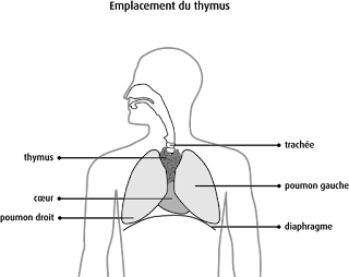   cancer de la lymphe, cancer de la lymphe chance de survie, cancer ganglions lymphatiques chance de survie, cancer lymphatique guerison, cancer de la lymphe stade 4, cancer des ganglions chance de survie, lymphome prise de sang, lymphome stade 4, systeme lymphatique des jambes