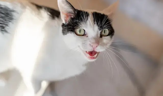 Chat qui miaule