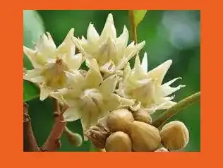 বকুল ফুলের ছবি - ফুলের পিক