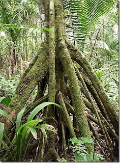 Pohon yang bisa bergerak gemparkan dunia