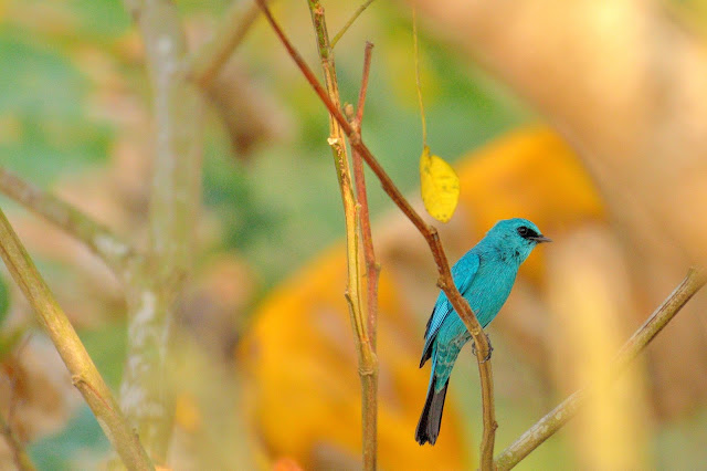 Verditer Flycatcher Birds of samshernagar sundarban tourism