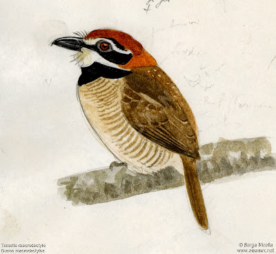 Buco cabeza roja Bucco Cyphos macrodactylus