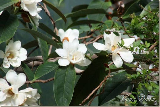 FPC_Magnolia2Small