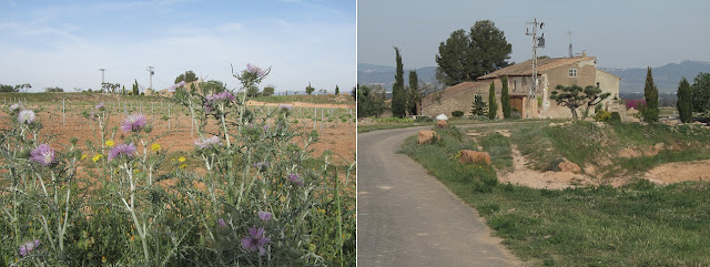 Camí al pas del Mas de la Pansa