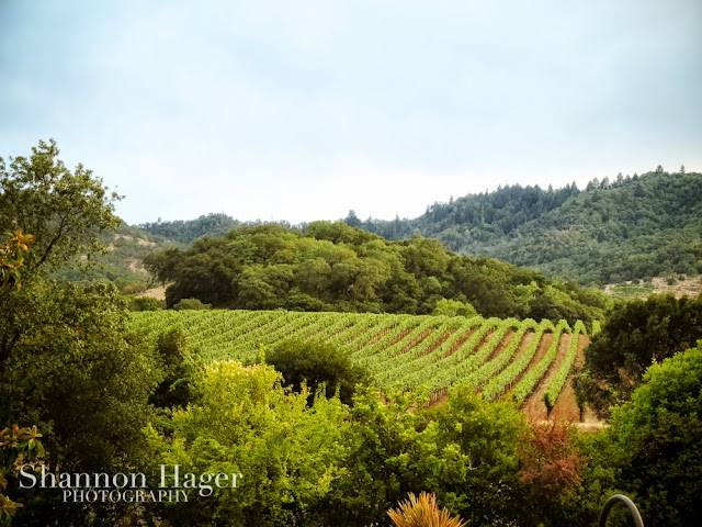 Shannon Hager Photography, Napa Valley, Vineyards