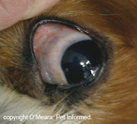 Dog Eye Disease1