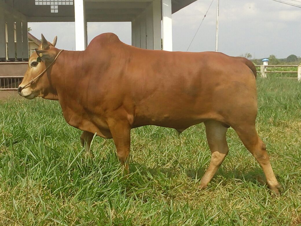 Pentingnya Pemuliaan Sapi Madura ~ Balai Pembibitan Ternak Unggul dan