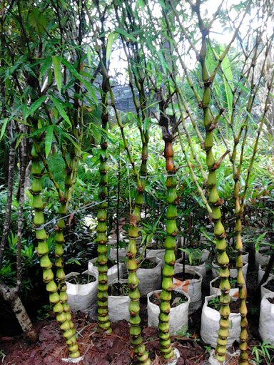 Pohon Bambu Nagin  bambu  hias tanaman hias Tukang 