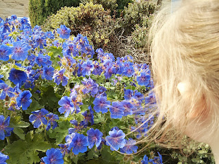 Eldest looking at flowers