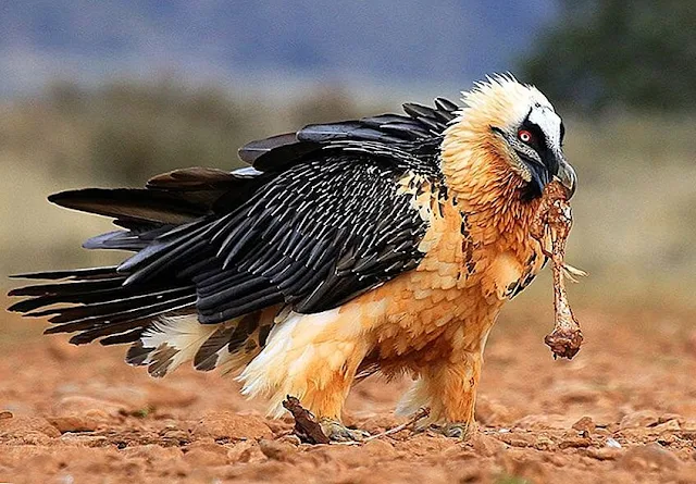 Bearded Man Bird