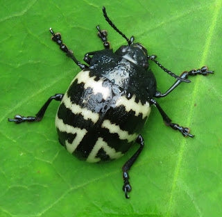 Chrysomelidae, Marsdenia macrophylla