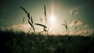 Nature Soft Cool Sun Light
HD Wallpaper