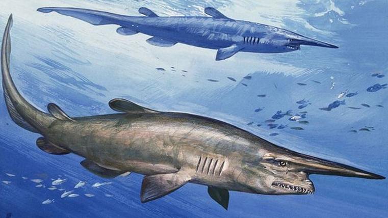 Algunas especies de tamaño moderado y pequeño de tiburón, como el tiburón duende (Mitsukurina owstoni) se han adaptado a vivir a grandes profundidades, donde la presión del oceano nos aplastaría como una uva debajo de un zapato.