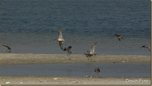 south beach birding_045