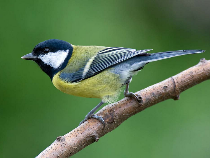 Suara burung great tit (gelatik batu sejati)