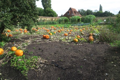Garden Veg 001