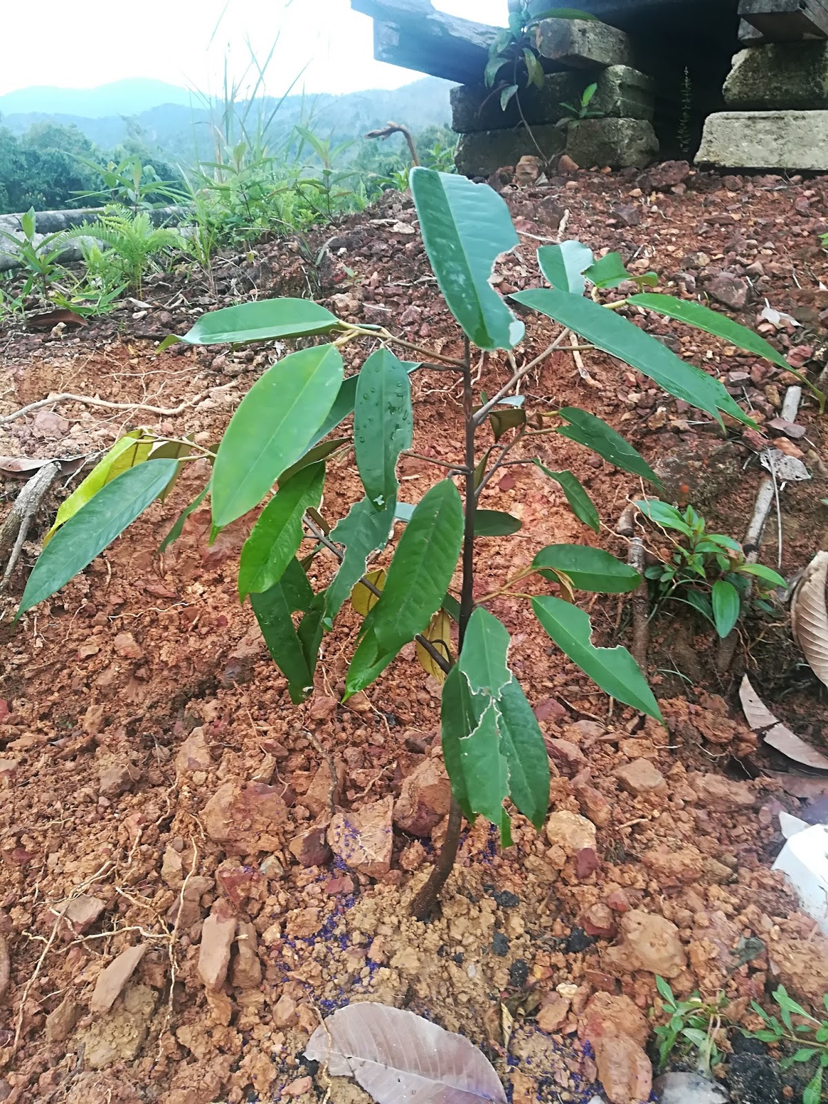 Manlaksam.setalam batu seraup emas