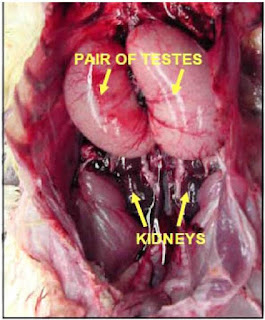 Testis Unggas