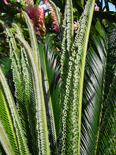 sago palm