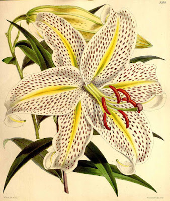 Лилия золотистая (Lilium auratum)