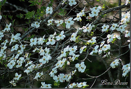 RoseLake_Dogwood
