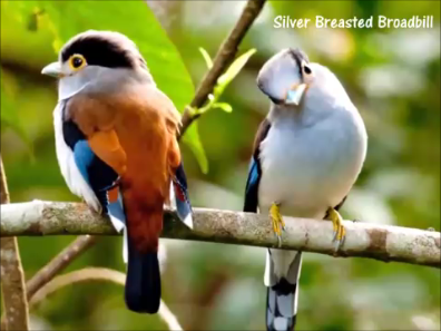 most beautiful birds